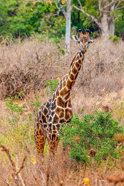 A Maasai giraffe looks on as a safari drives by